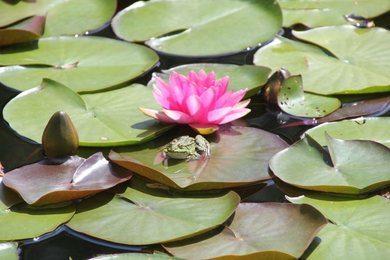 Fewo - Wohlfuehlambiente & Gartenparadies Modautal Dış mekan fotoğraf
