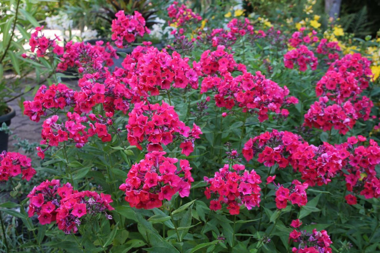 Fewo - Wohlfuehlambiente & Gartenparadies Modautal Dış mekan fotoğraf